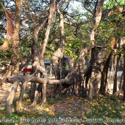Largest Banyan Tree 02